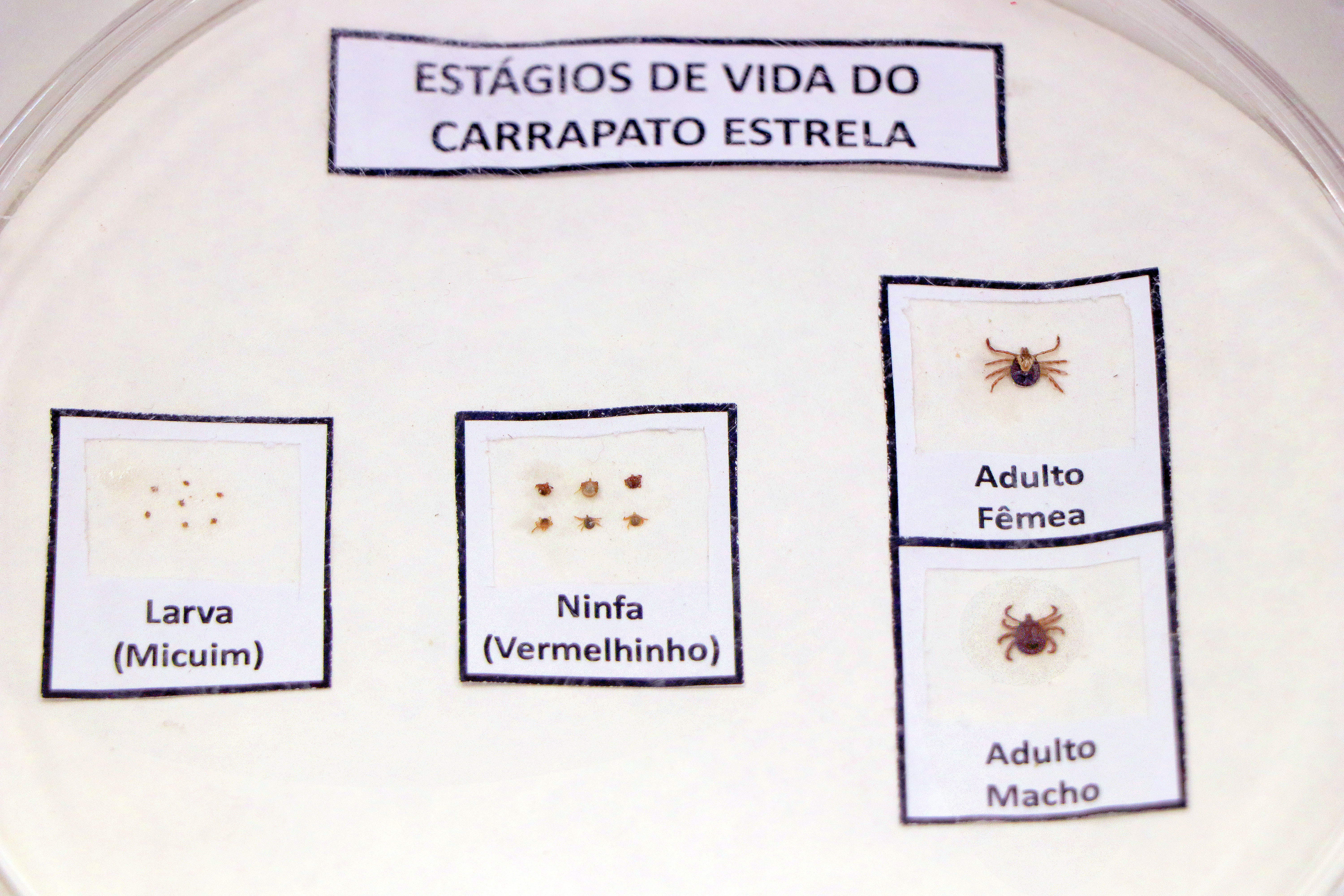 Ciclo de vida do carrapato foi abordado na palestra