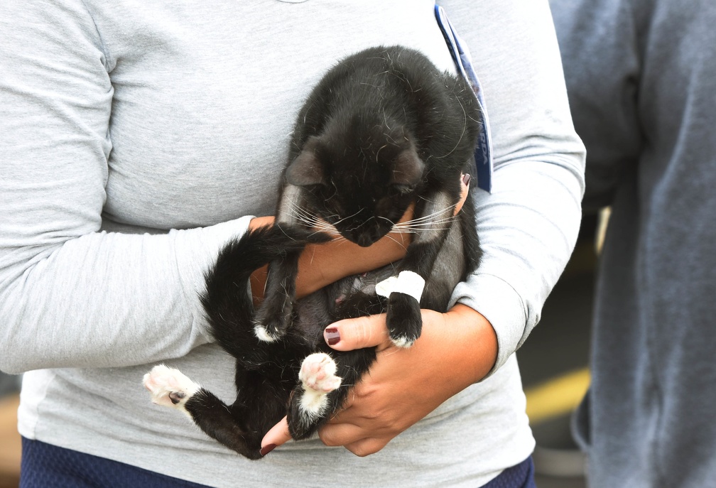 Gatos também podem sofrer muito com o calor, principalmente os de pelagem mais longa