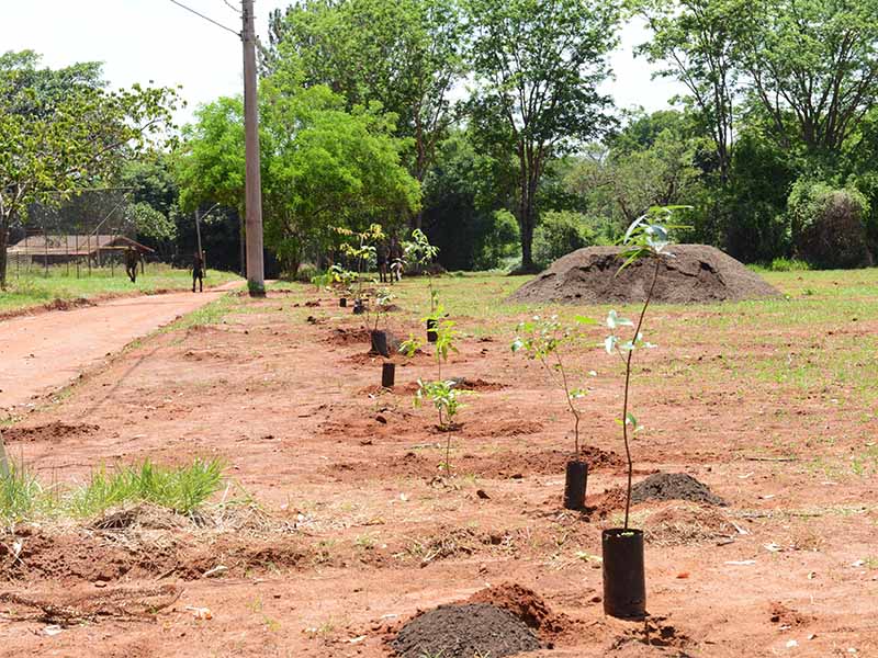 Plantio dobrará área vegetada na fazenda