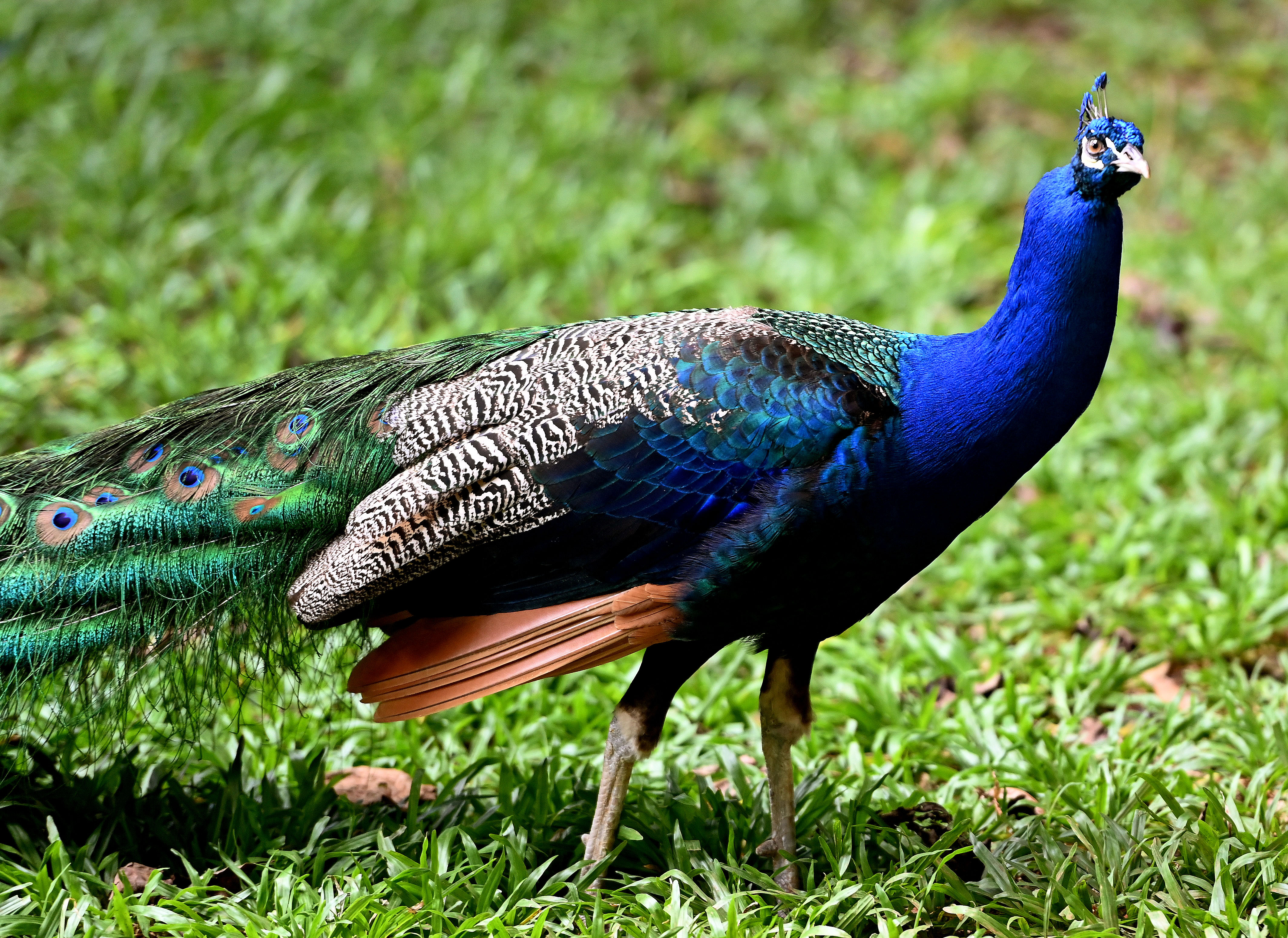 O pavão que pode ser o pai dos filhos de Bela