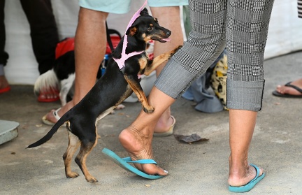 De janeiro até agora, 8.124 cães e gatos foram castrados pelo programa