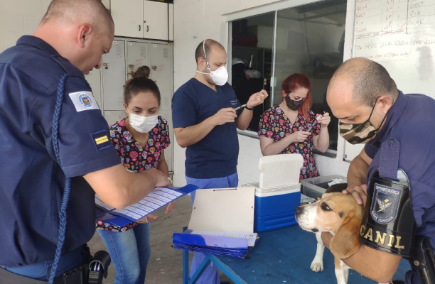 Cachorros foram vacinados e vermifugados