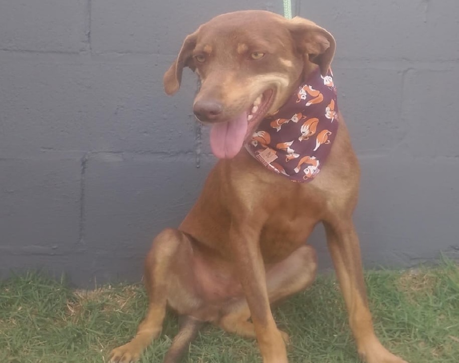 Divulgação Este é o Dobby, que estará na Feira de Adoção de Animais