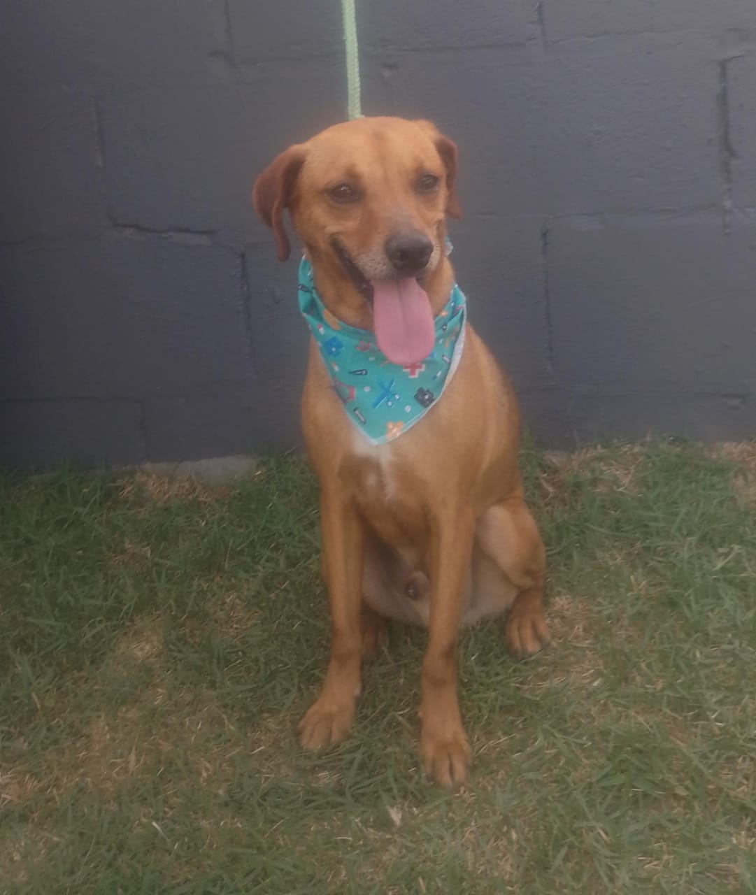 Divulgação Este é o Lukas, que estará na Feira de Adoção de Animais