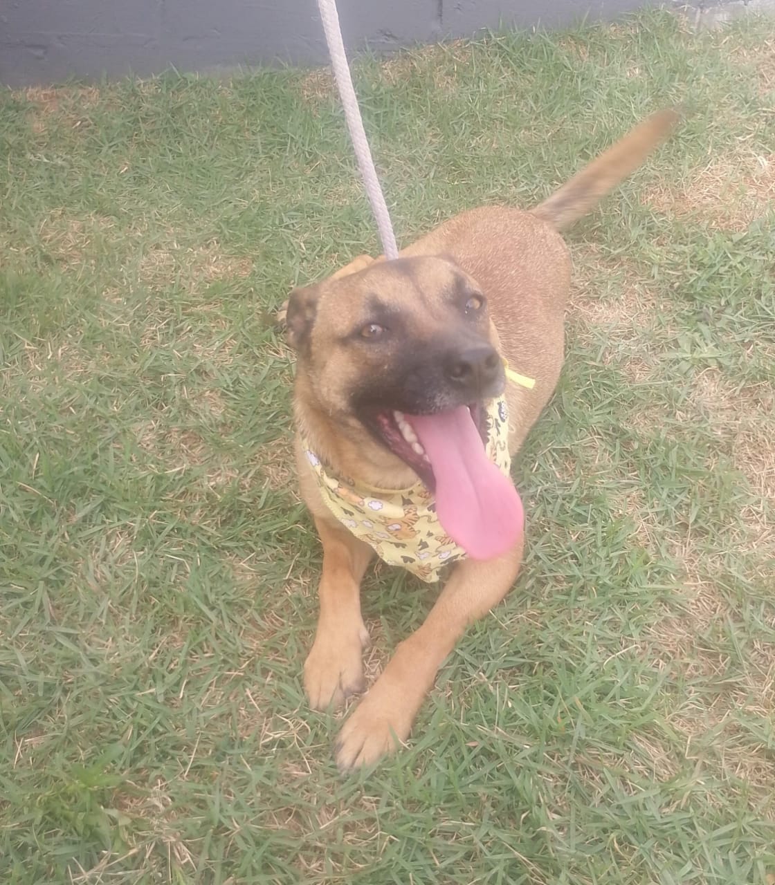 Divulgação Este é o Pepeu, que estará na Feira de Adoção de Animais