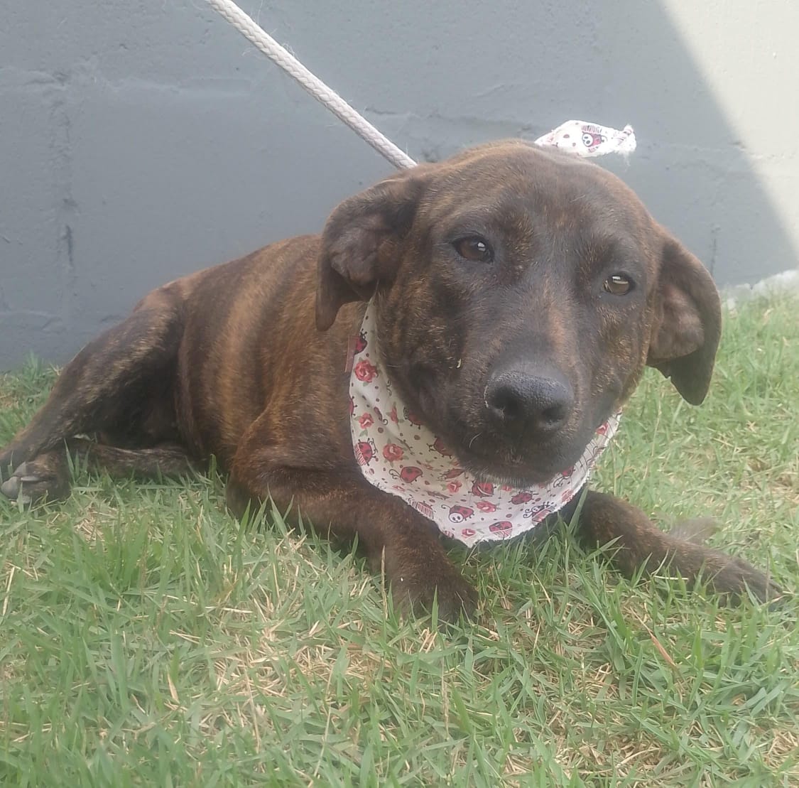 Divulgação Esta é a Morcega, que estará na Feira de Adoção de Animais