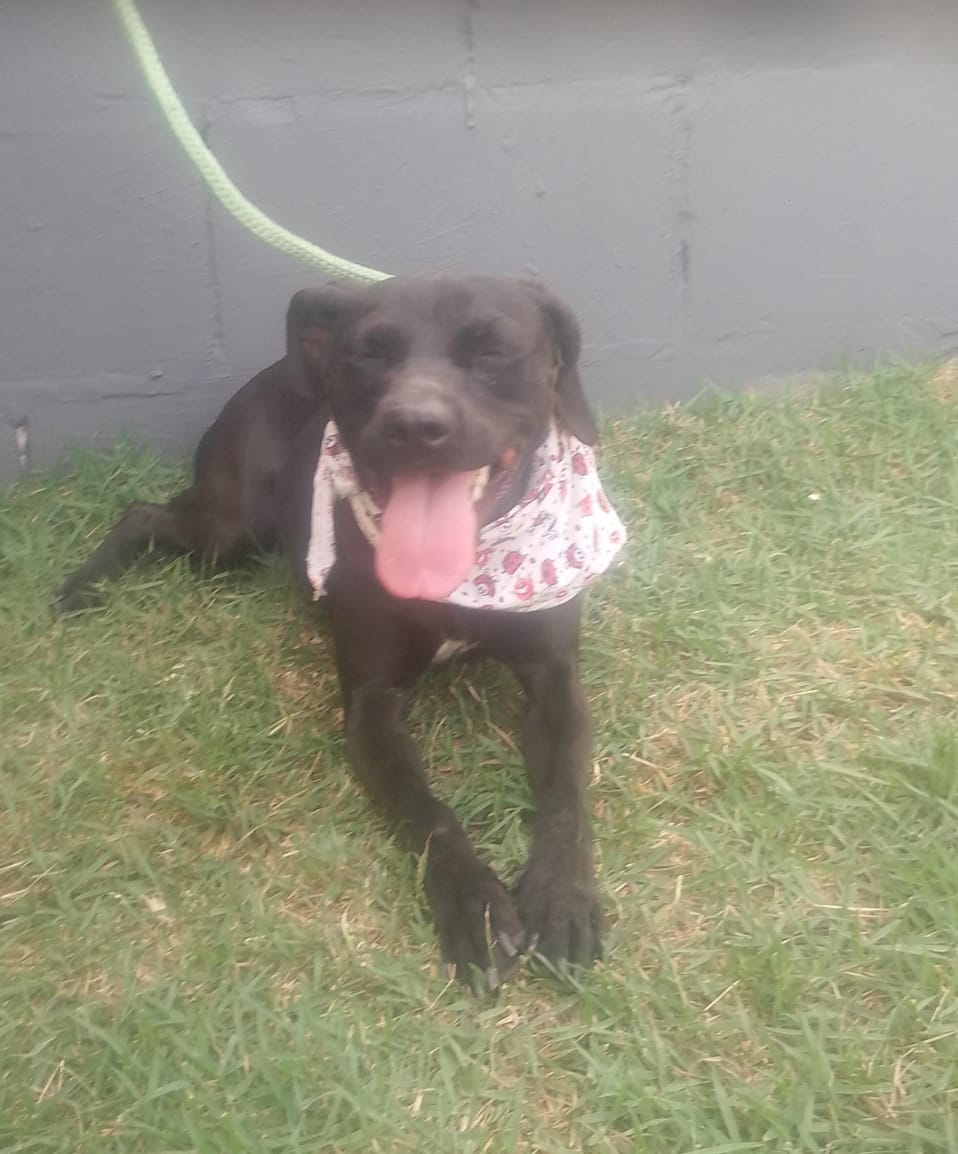 Divulgação Esta é a Margarida, que estará na Feira de Adoção de Animais