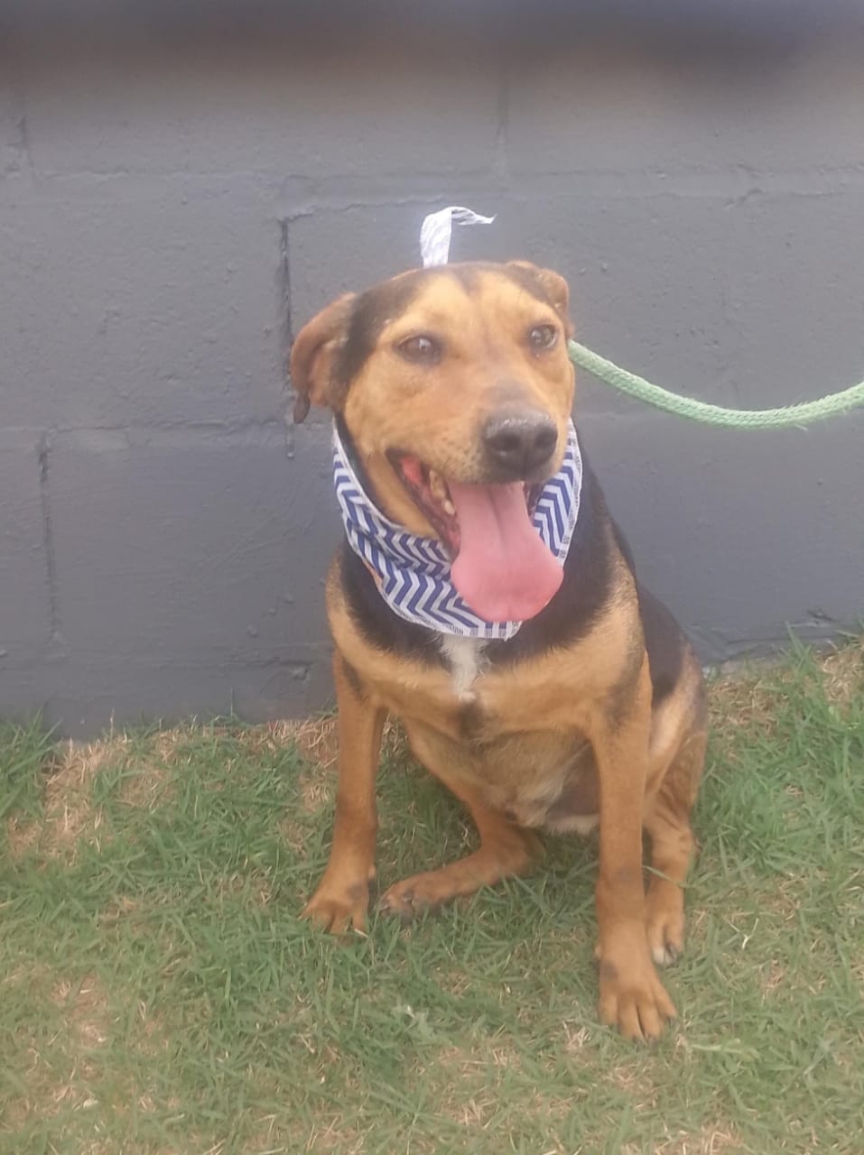 Divulgação Este é o Roger, que estará na Feira de Adoção de Animais