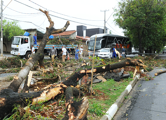 Prioridade é retirar árvores caídas 