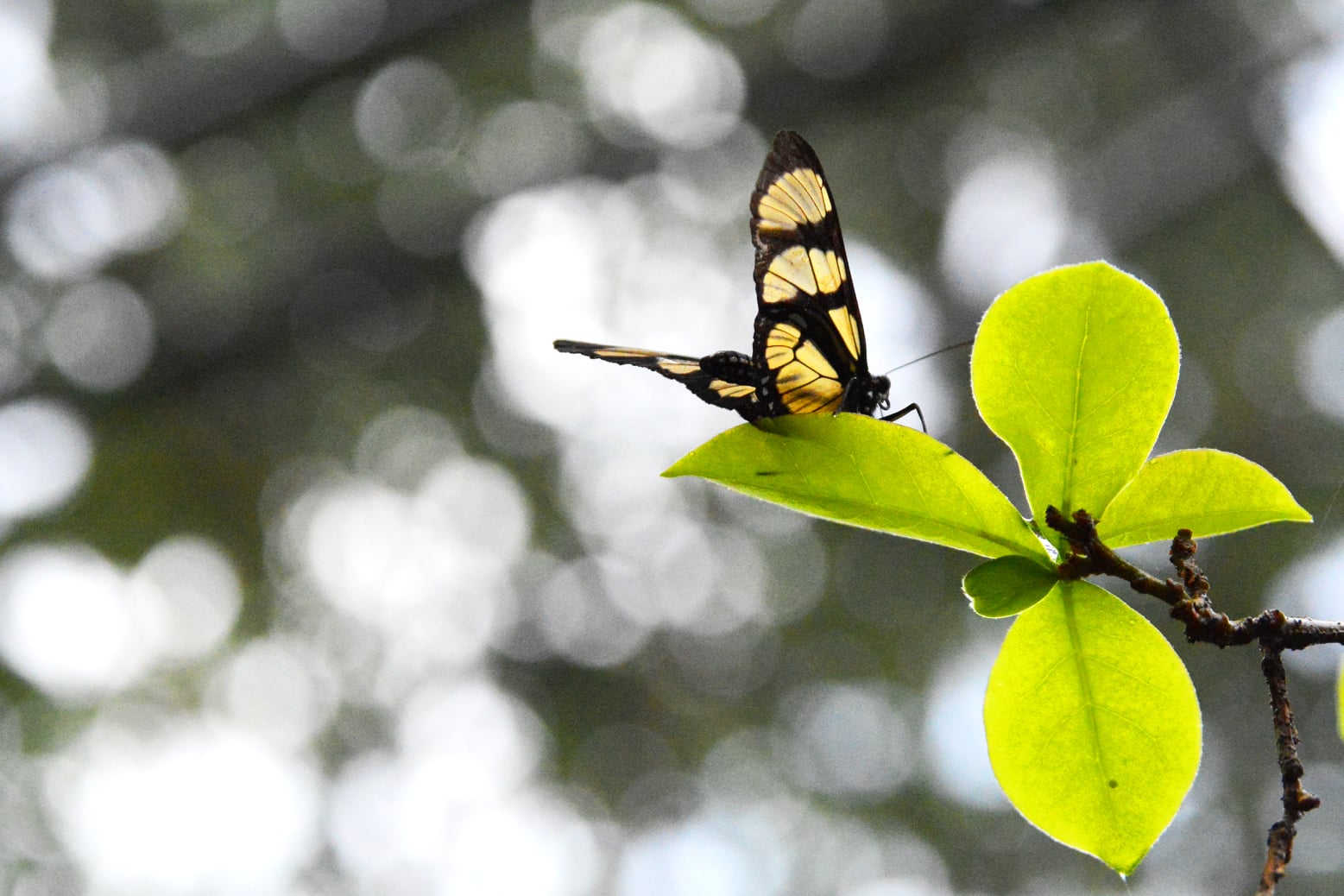 Árvores nreduzem poluição e fornecem abrigo e elimento para a fauna 