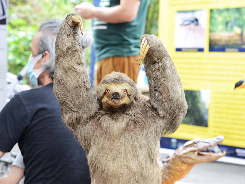 O bicho-preguiça também é atração