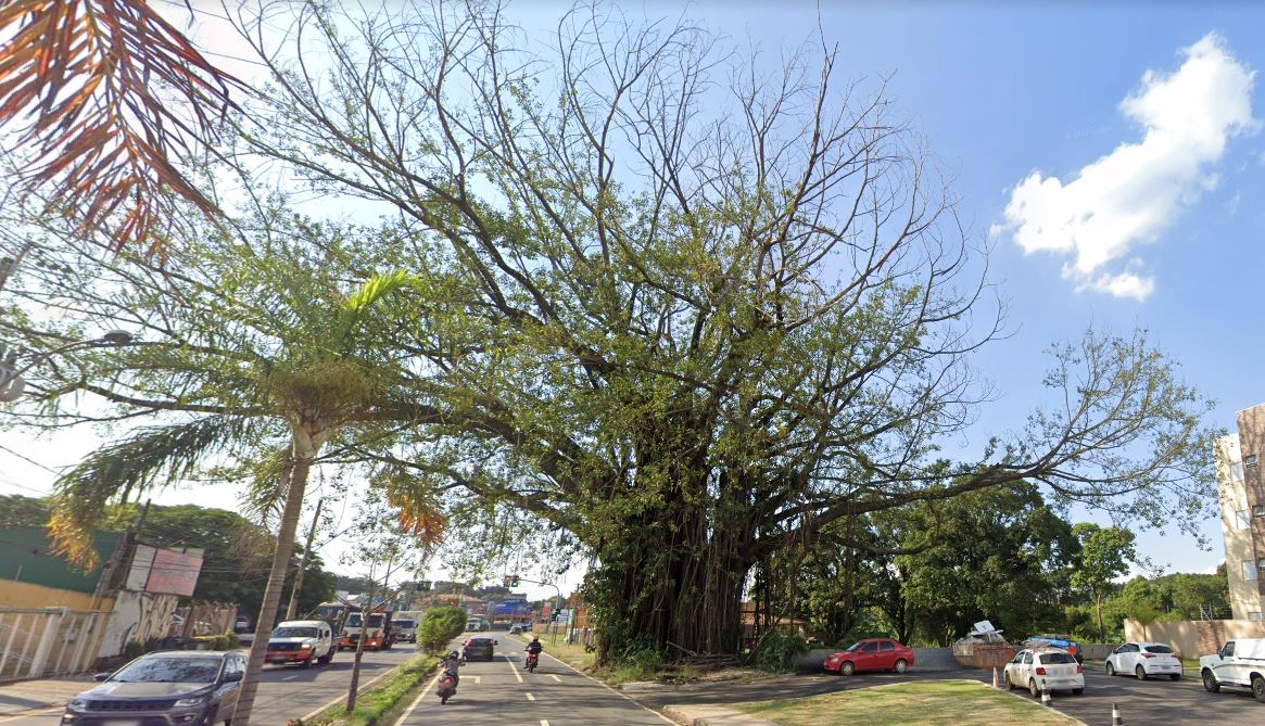 Figueira fica na Av. Albino José Barbosa de Oliveira