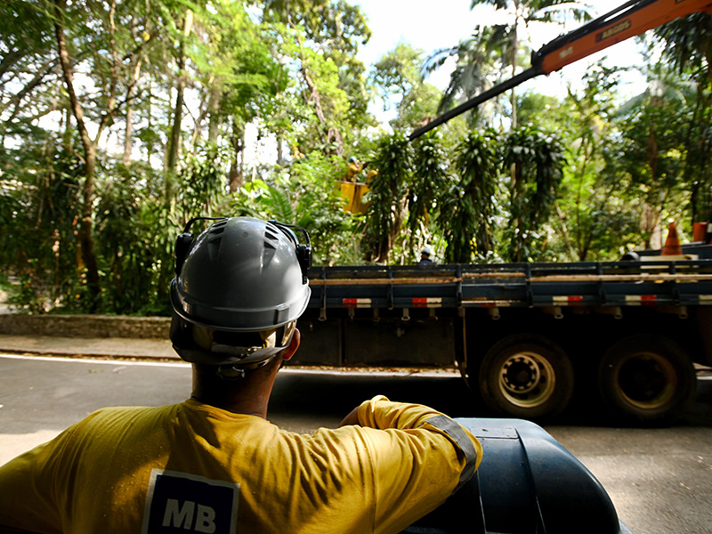 Inicialmente haverá a remoção de 75 árvores