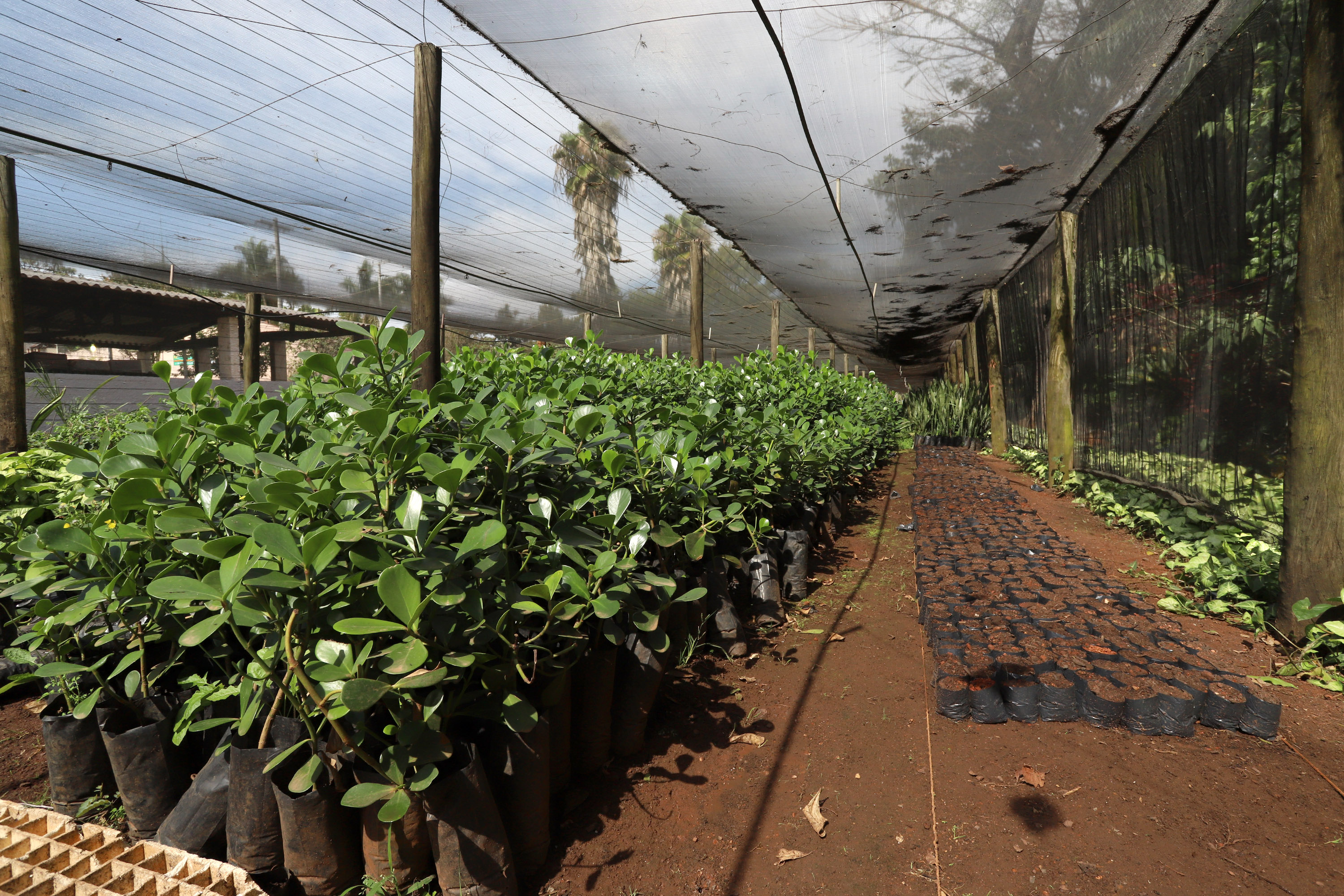 São plantadas 100 mil mudas/ano