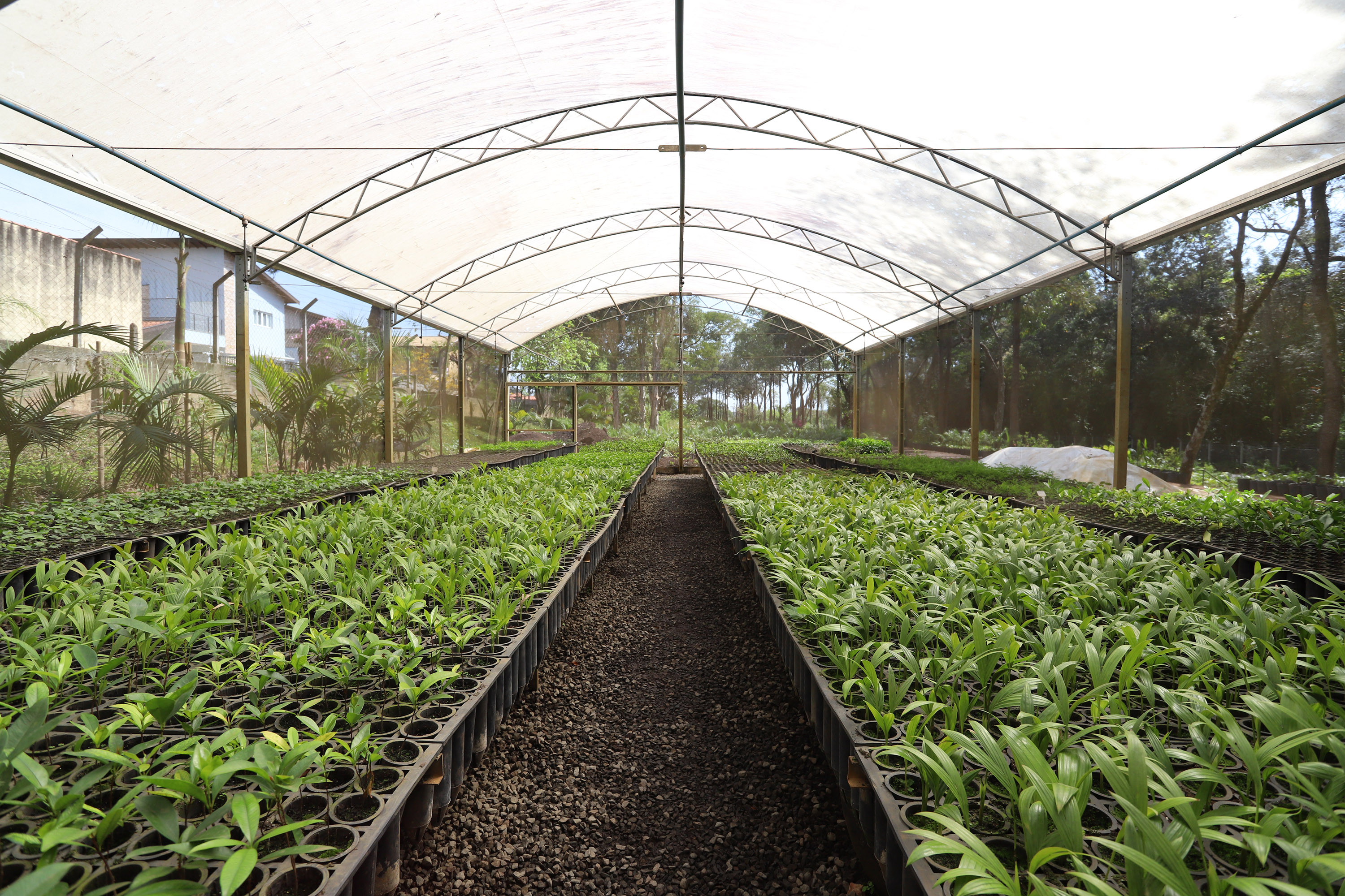 Mudas cultivadas no Viveiro embelezam Campinas 