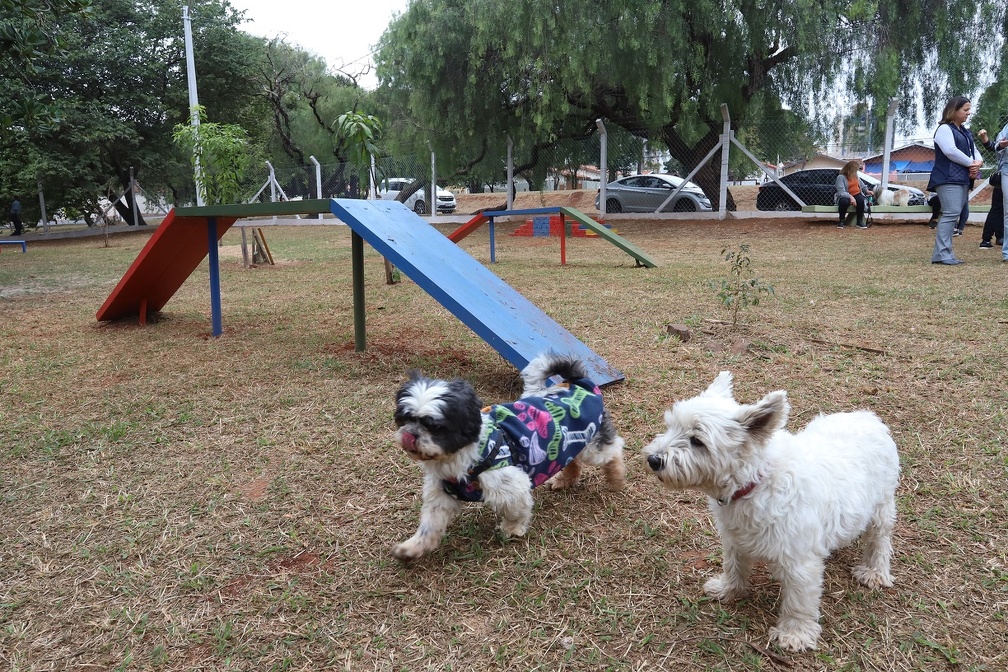 Interação entre os pets com segurança