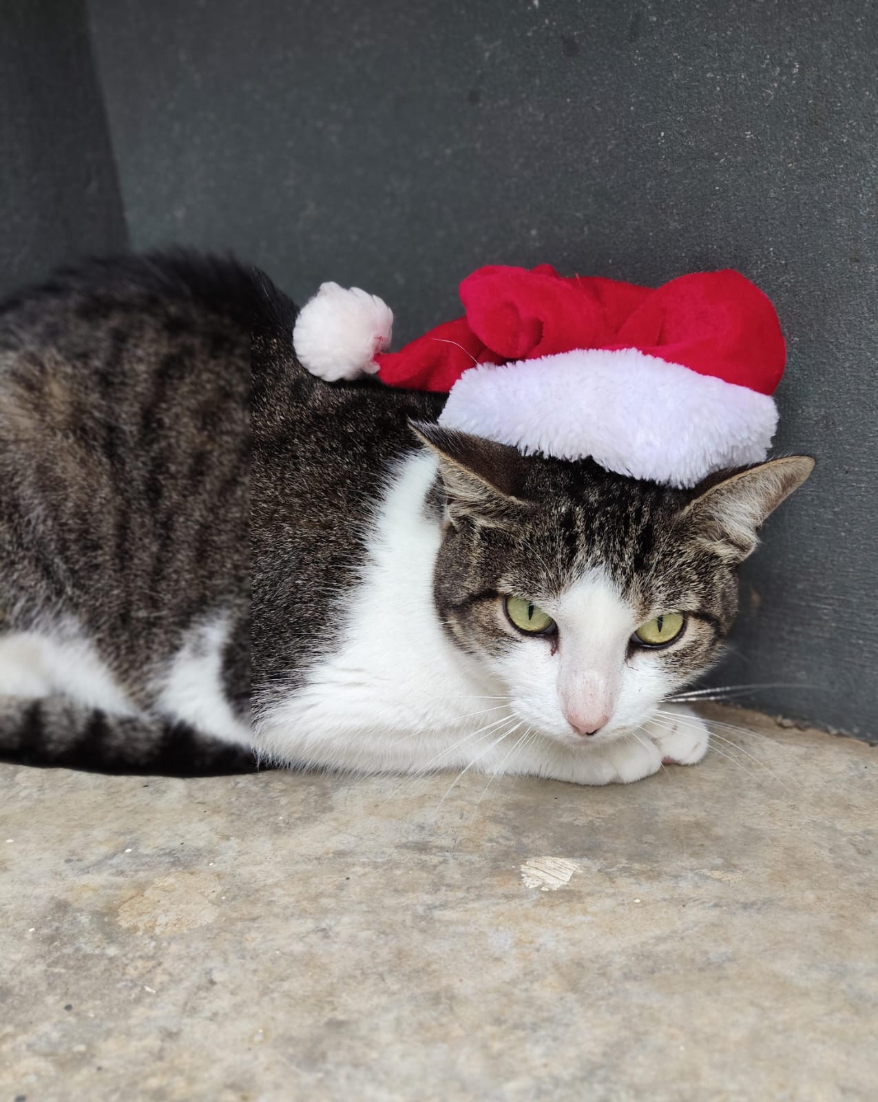 Divulgação Gato disponível para adoção