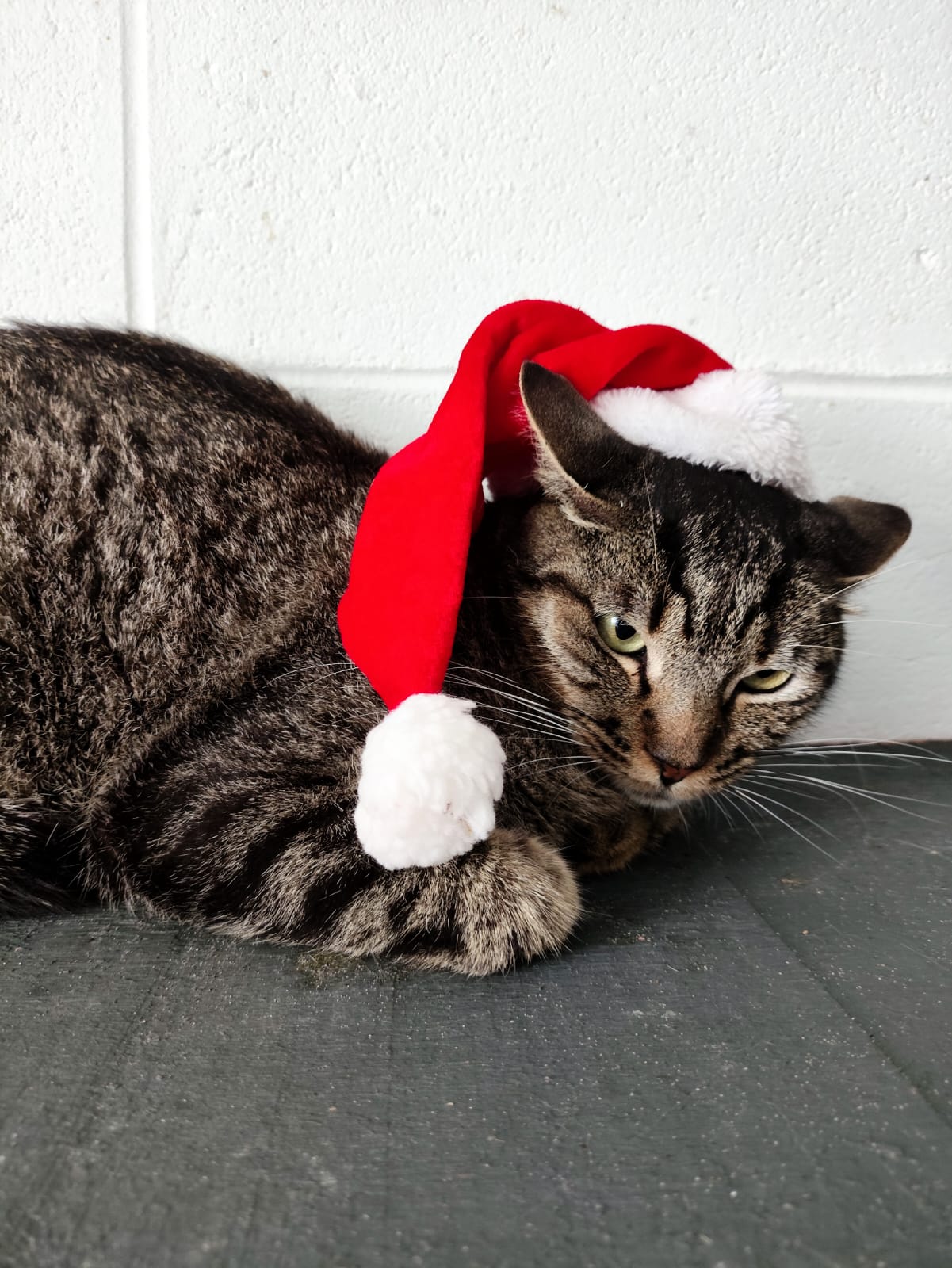 Divulgação Gato disponível para adoção