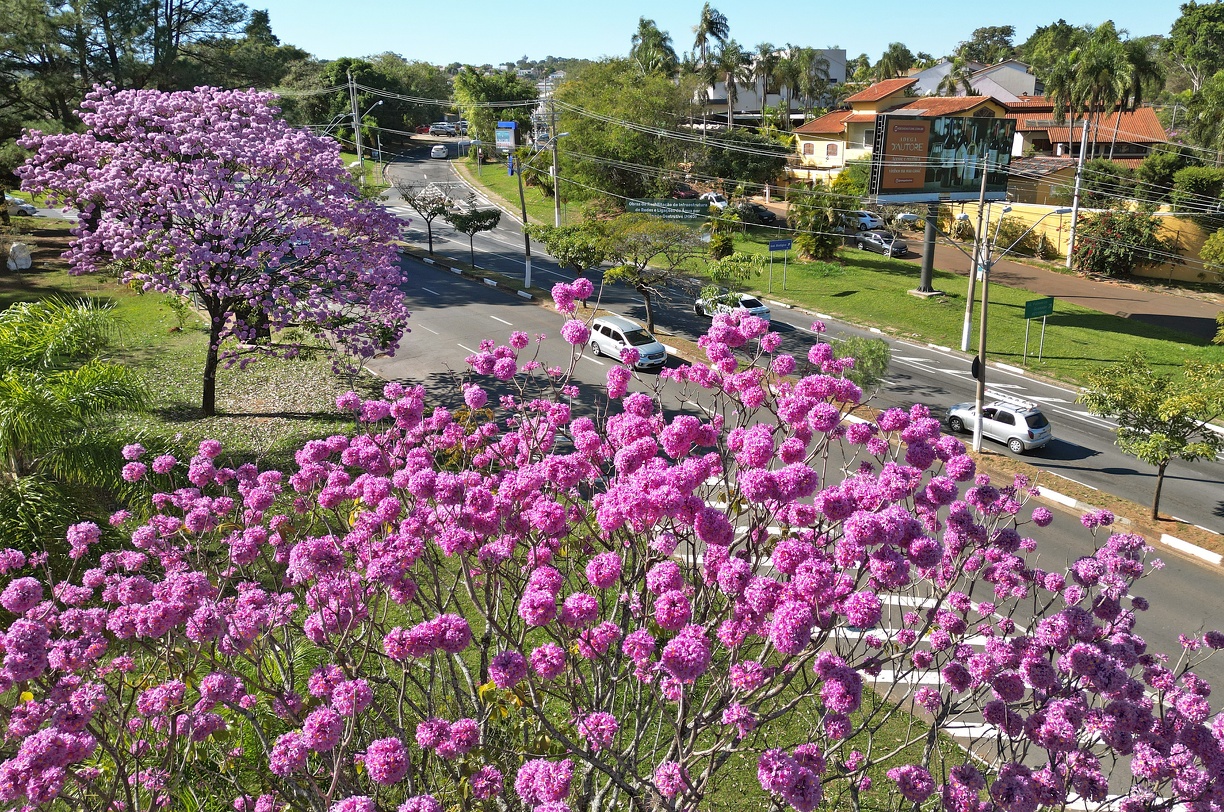 Cores e flores dos ipês na Rodovia Heitor Penteado 