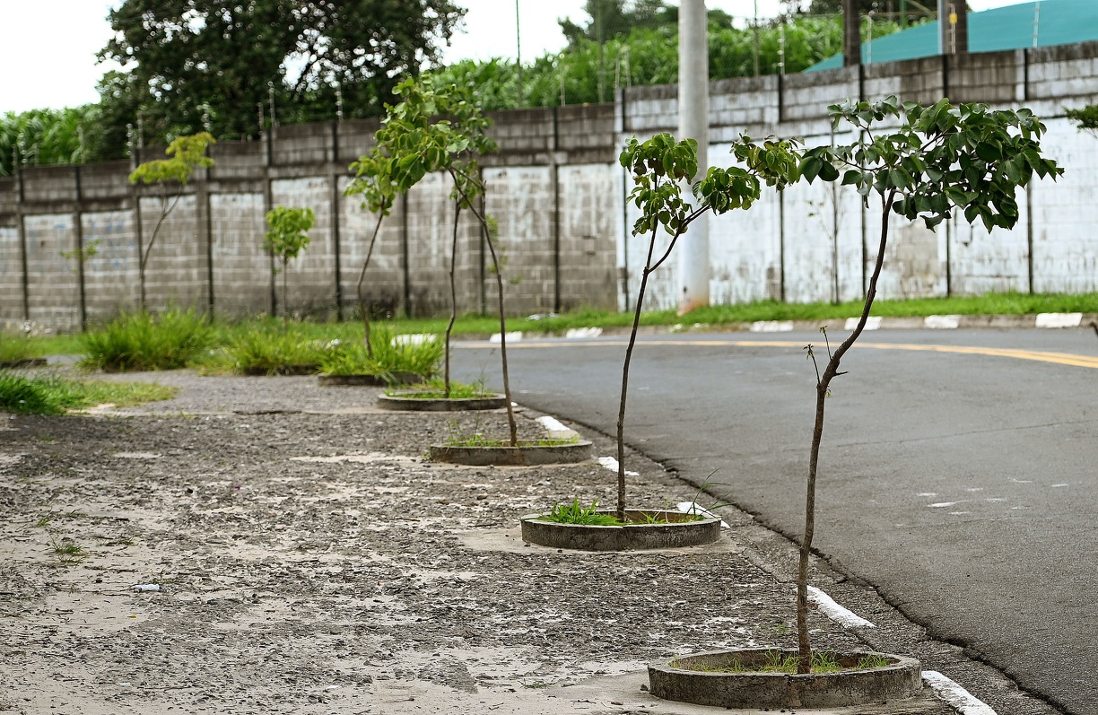 Ruas do Parque Valença I e do Valença II já receberam mudas 