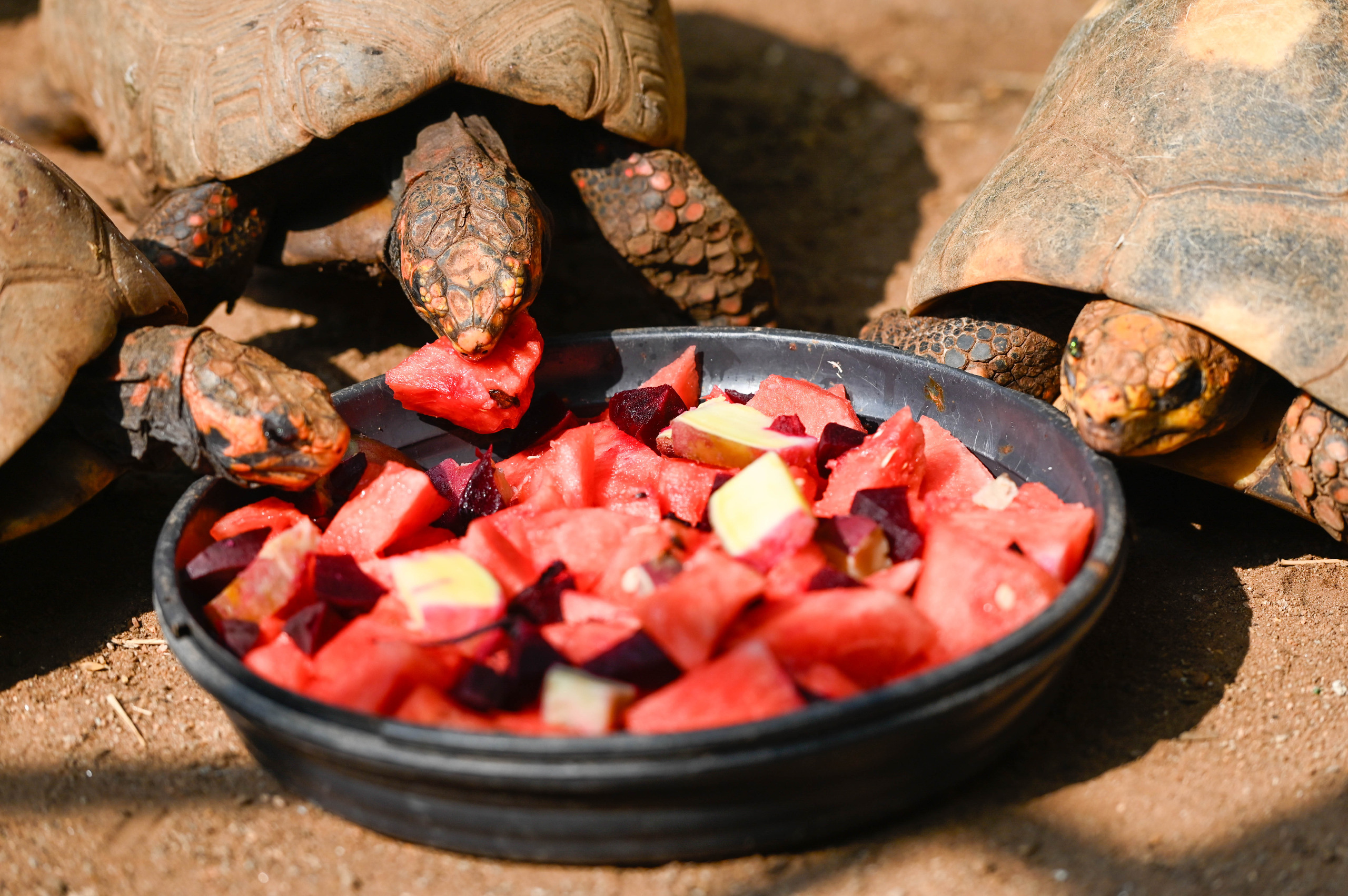 Jabutis recebem até "sorvete" feito de frutas