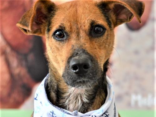 De porte médio, é brincalhão e dócil