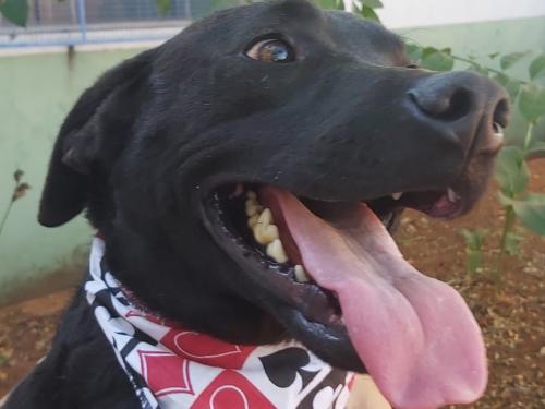 De grande porte, ele é brincalhão, dócil, inteligente e sociável