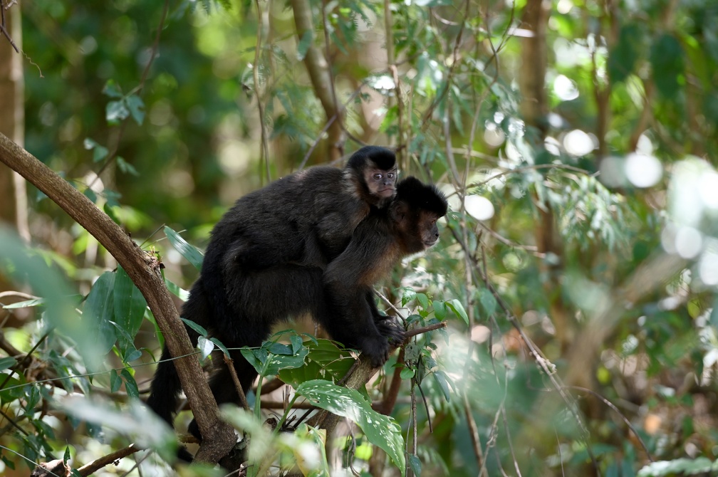 Fauna vertebrada da Mata de Santa Genebra conta com 365 espécies identificadas