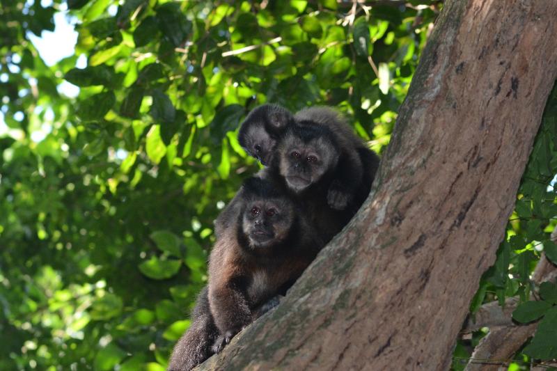Divulgação/ FJPO Filhotes do macaco-prego permanecem agarrados à mãe por meses