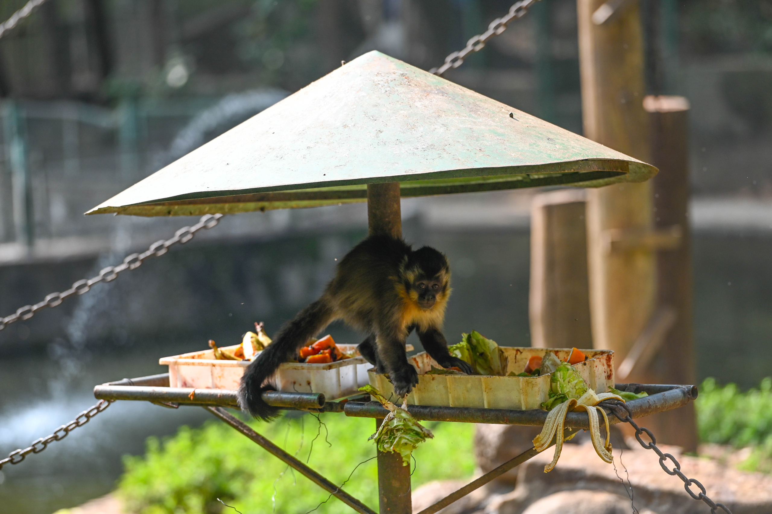 Macacos recebem cuidados especiais por conta das temperaturas altas