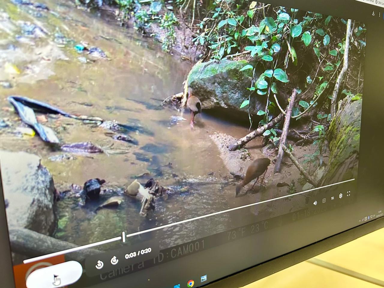 Divulgação Em três meses de monitoramento foram catalogadas pelo menos 55 espécies da fauna silvestre