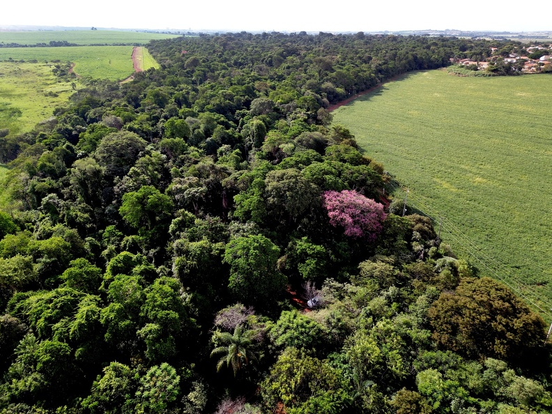 Com a doação da sombra da Mata, a área só pertence ao município enquanto a floresta se mantiver em pé