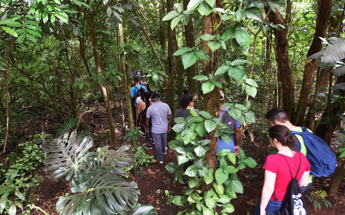 Arquivo/PMC Com mais de 250 hectares de área verde, a Mata de Santa Genebra é refúgio natural em meio à cidade e abriga rica biodiversidade