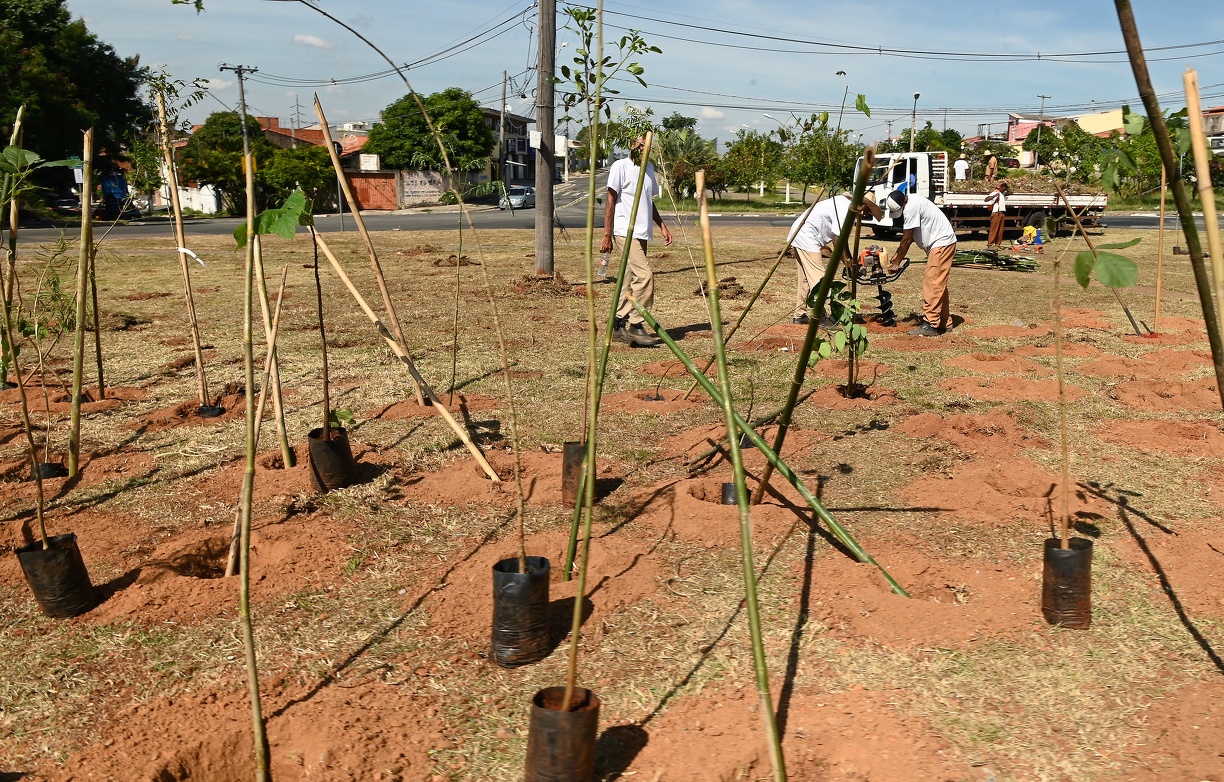 Carlos Bassan/PMC A sétima área verde está sendo plantada no Parque Floresta, no distrito do Campo Grande