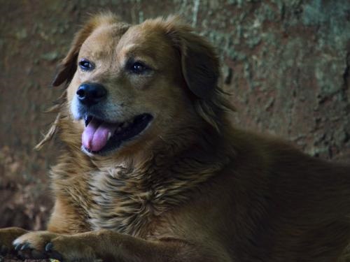 Um jovem idoso, Moisés é arisco, mas carinhoso e dócil