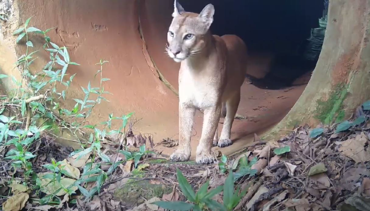 Onça-parda andando pela mata durante o dia é considerado um flagrante raro por conta dos hábitos desses animais