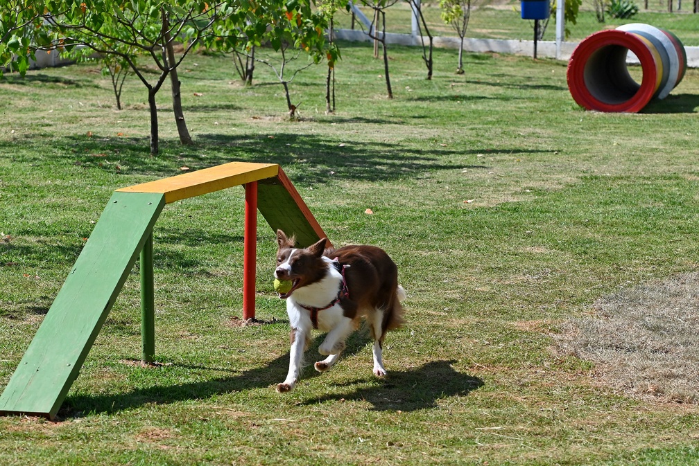 Projeto dos parcões é todo pensado para diversão dos cães