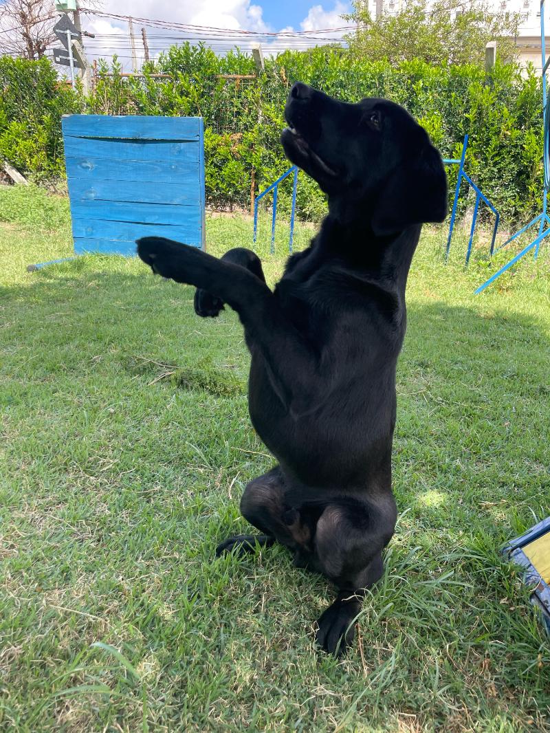 Divulgação Treinamento inclui habilidades para show de cães e para o trabalho com os GMs