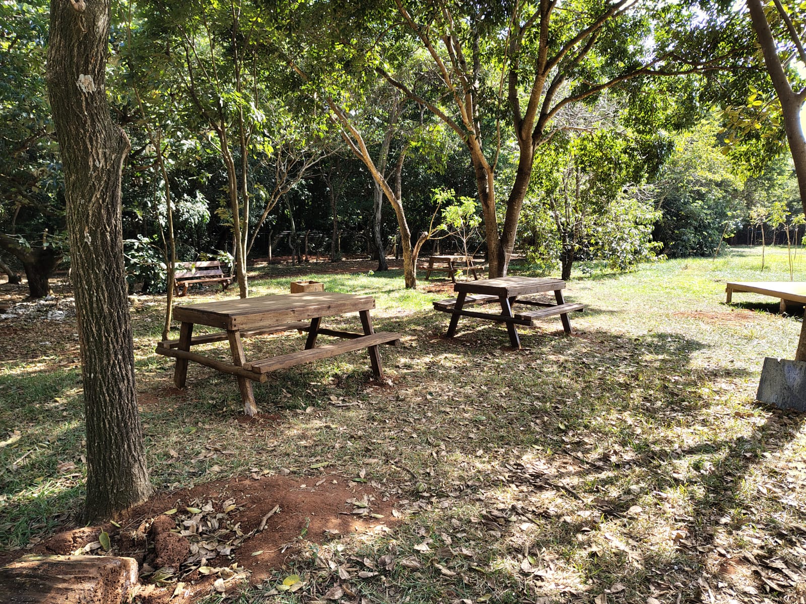 Divulgação Mesas para piquenique sob as árvores promovem conforto e proteção para os frequentadores do parque