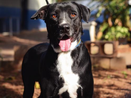 Divulgação Cãozinho que está para adoção pelo DPBEA