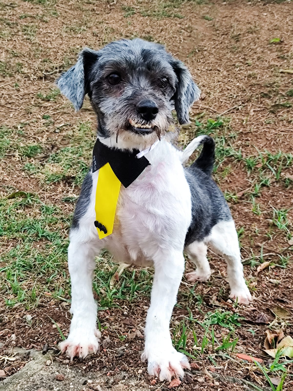 Homero, 8 anos