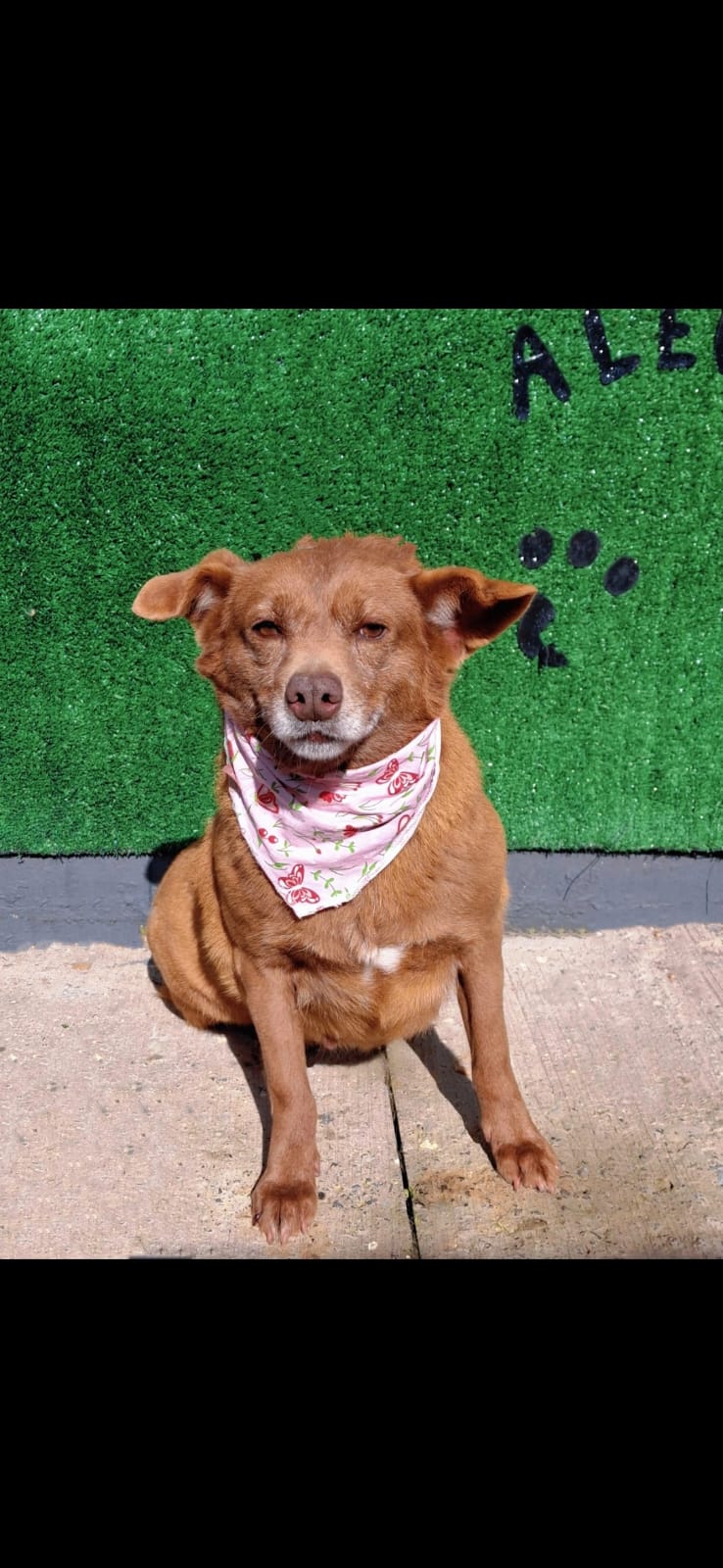 Lulu, 7 anos