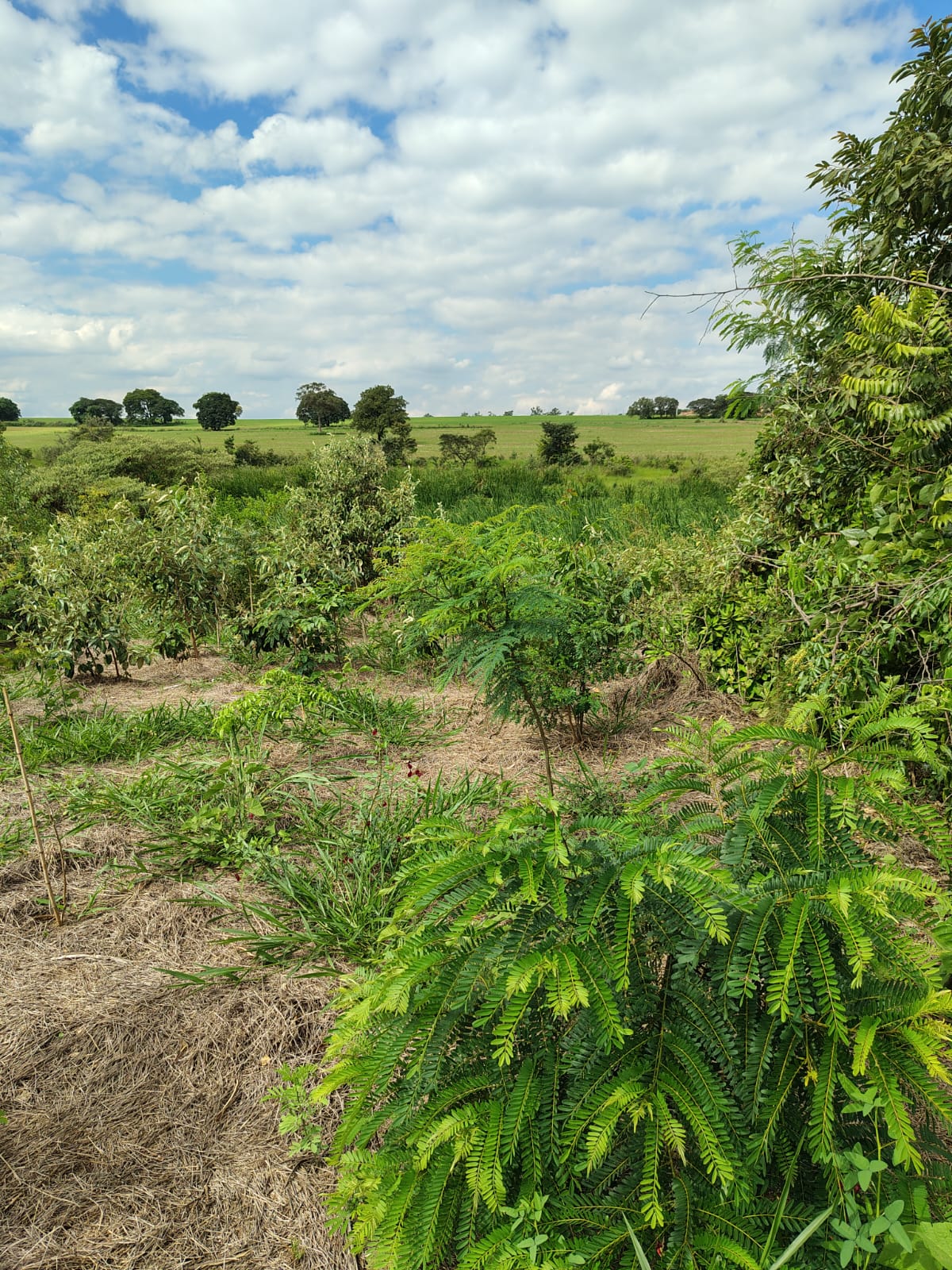Divulgação Local está sendo restaurado com vegetação nativa, incluindo espécies como ipês, guapuruvus, ingás e aroeira-pimenteira