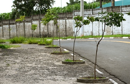 Campinas avança no plantio de árvores, uma das formas de combater os gases que ocasionam o efeito estufa