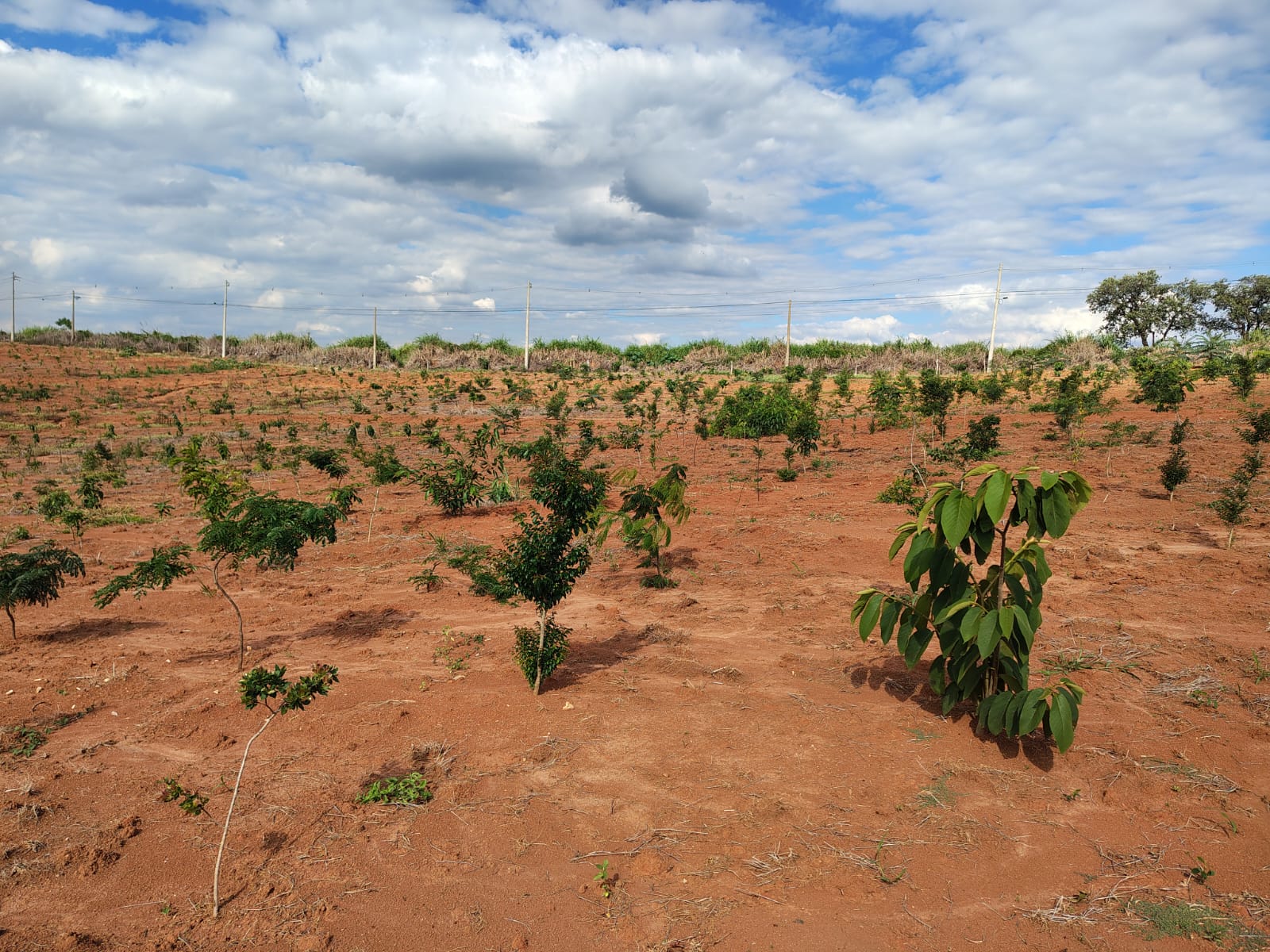 Divulgação Maior parte da área plantada era ocupada por pastagens e estava em processo de degradação